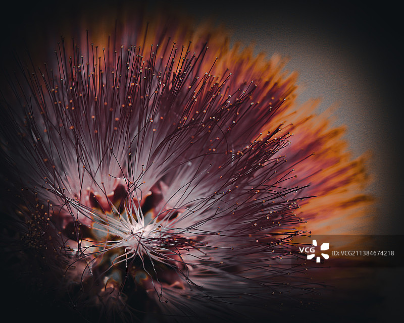 特写的花对黑色背景图片素材