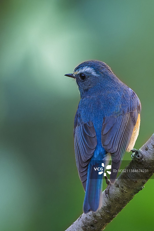 鸣禽鹟栖息树枝上特写图片素材