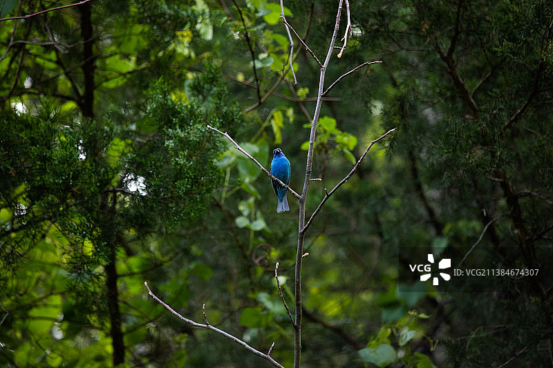 森林中好奇的蓝鹀图片素材