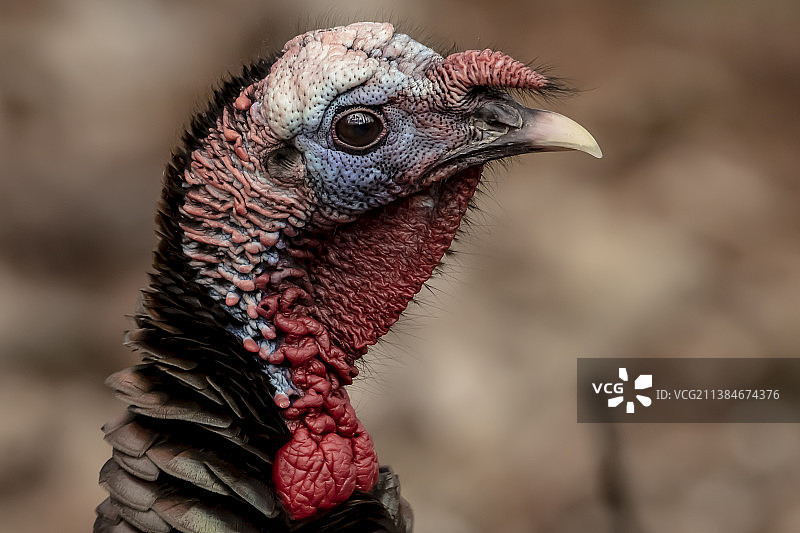 孔雀头部特写，加拿大安大略省渥太华图片素材