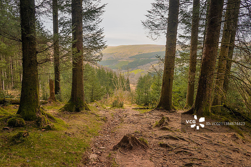 森林对天空的景色，英国布雷肯比肯斯图片素材