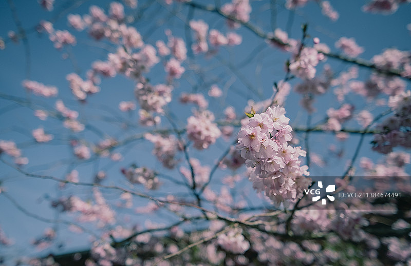 仰视春天里的樱花，德国图片素材