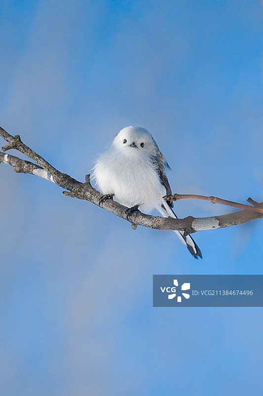 长尾山雀栖息在树枝上图片素材