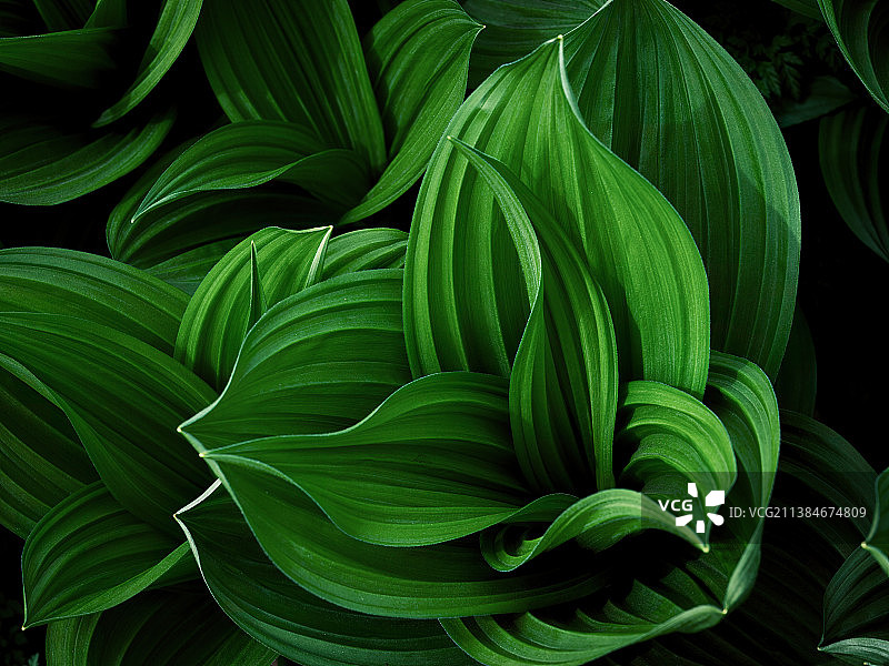 绿叶的全帧镜头图片素材