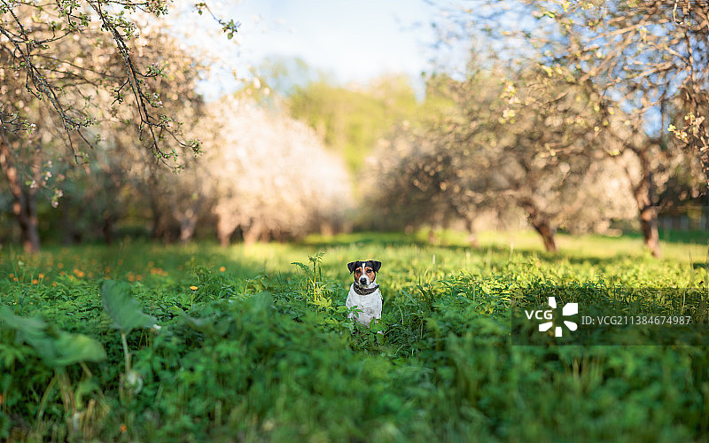 在芬兰赫尔辛基的绿地上坐着的家犬图片素材