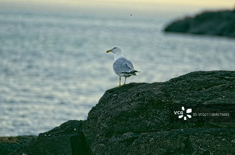 海鸥栖息在岩石上特写，背景是海，美国明尼苏达州德卢斯图片素材