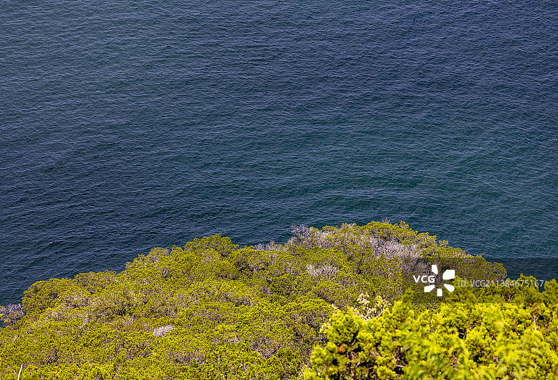 特拉维斯湖，美国德克萨斯州海边的植物高角度景观图片素材