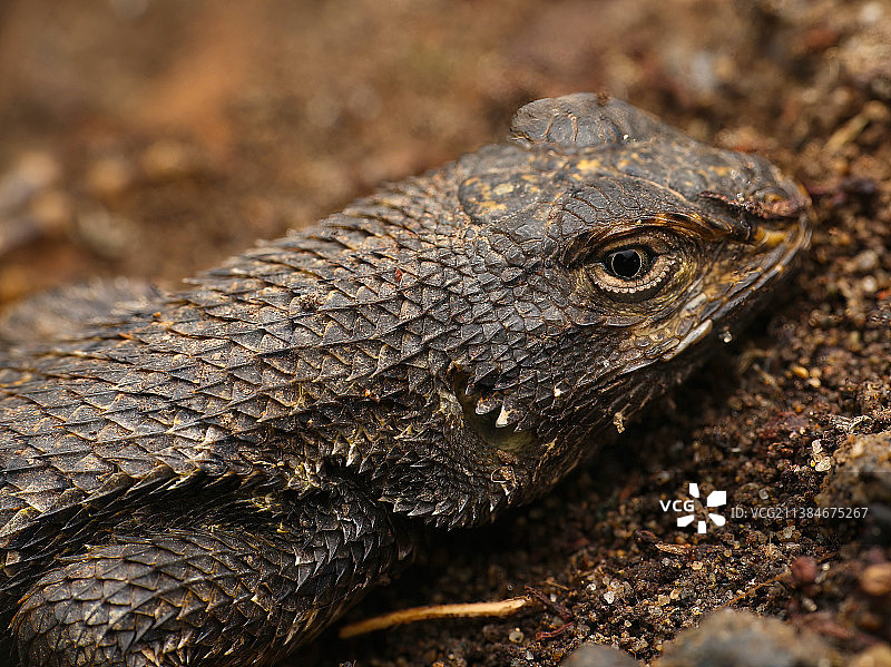 美丽的蜥蜴，鬣蜥的特写，美国烛台点州立游乐区图片素材