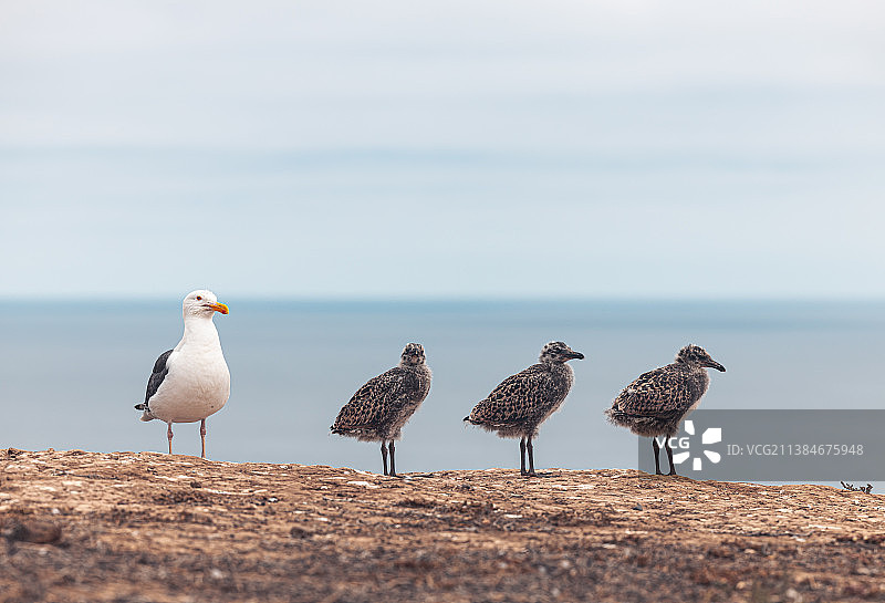 栖息在海边岩石上的鸟类特写，美国加利福尼亚州阿纳卡帕岛图片素材