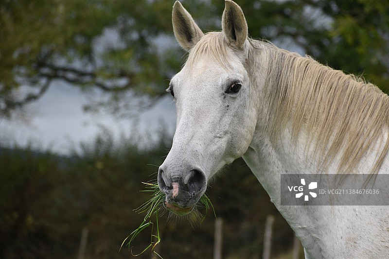 灰色骏马特写，站立在田野上，英国图片素材