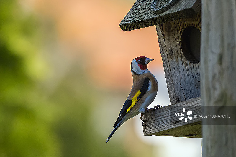 栖息在鸣山雀巢上的鸣山雀特写图片素材