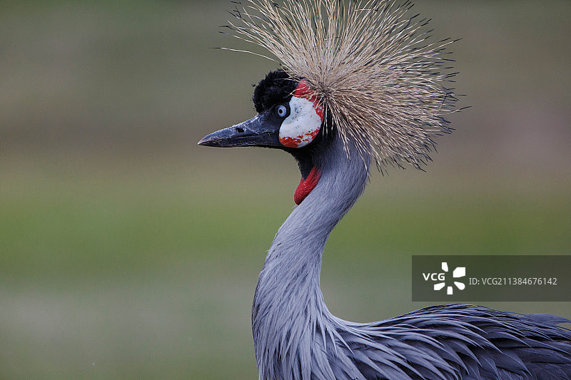 鹤特写，荷兰希尔瓦伦贝克图片素材