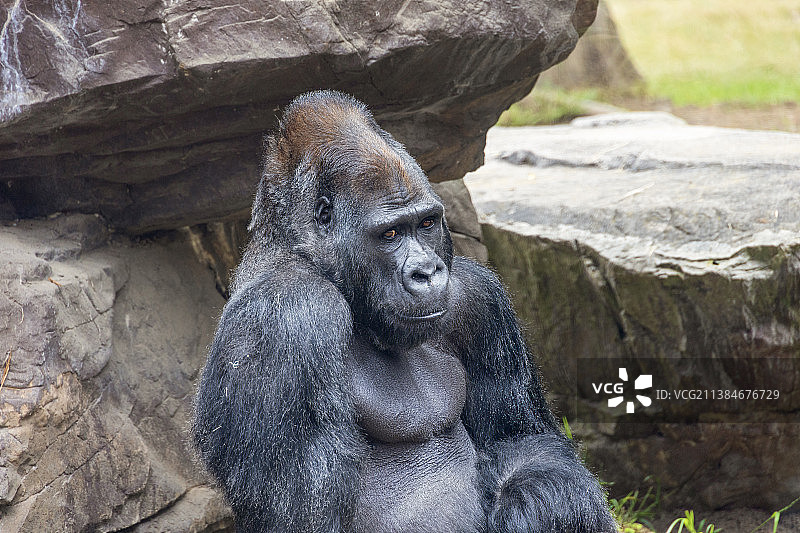 旧金山大幼崽图片素材
