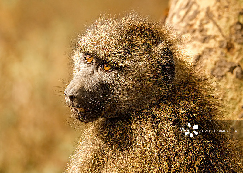 狒狒侧视特写图片素材