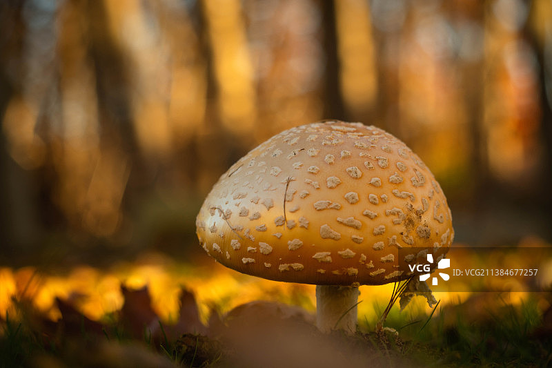 蘑菇在田野上生长的特写图片素材