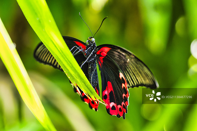 植物上的蝴蝶特写，美国密苏里州图片素材