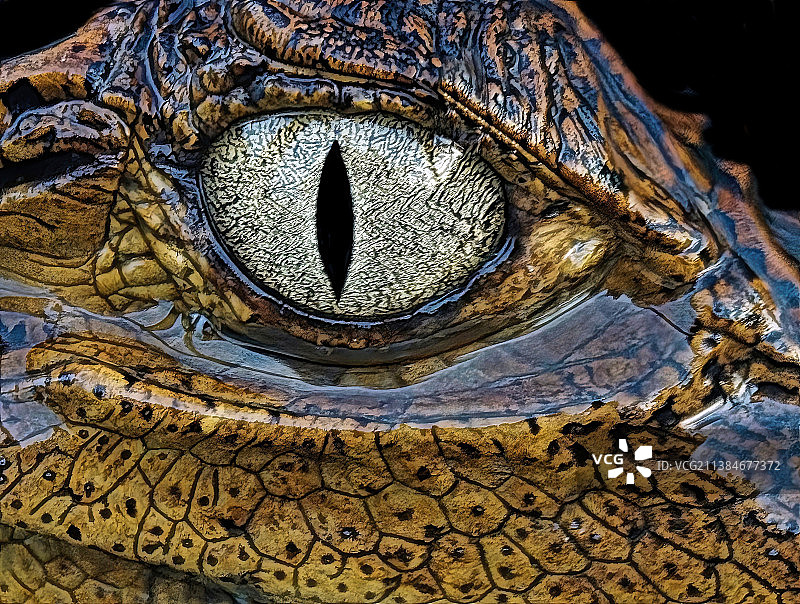 巴西亚马孙马瑙斯的鳄鱼特写图片素材