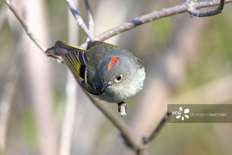 戴菊鸟在树枝上栖息的特写，美国蒙特罗斯角鸟类保护区图片素材