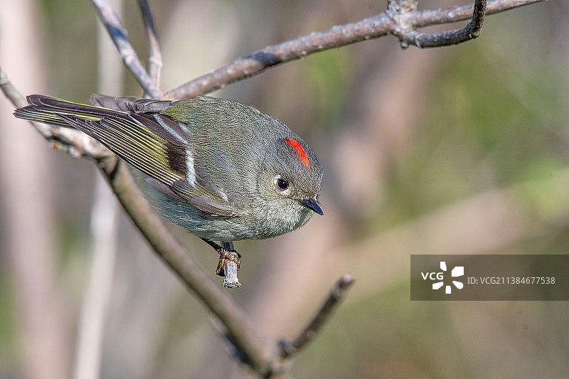 戴菊鸟在树枝上栖息的特写，美国蒙特罗斯角鸟类保护区图片素材