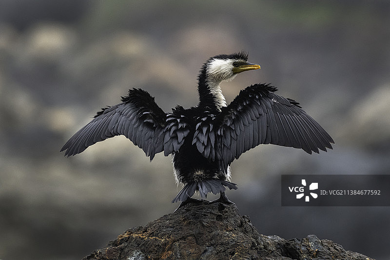 栖息在岩石上的鸬鹚特写，谢利海滩，麦觉理港，新南威尔士州，澳大利亚图片素材