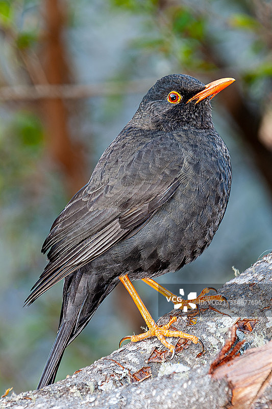 黑鸣雀栖息在岩石上特写，阿根廷胡胡伊圣萨尔瓦多图片素材