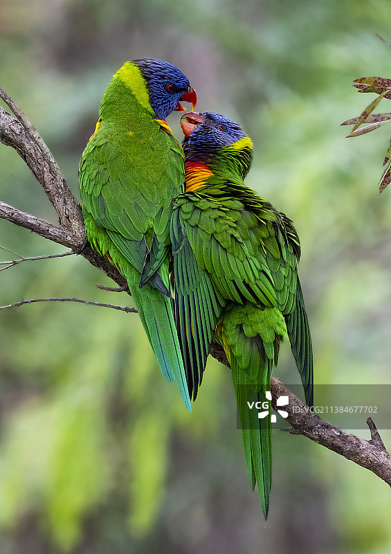 栖息在树枝上的鹦鹉特写，澳大利亚新南威尔士州图片素材