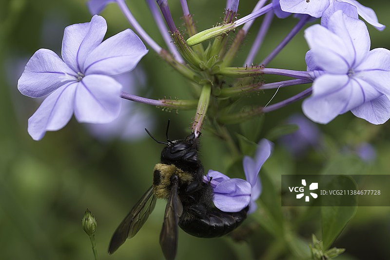 蜜蜂在紫色花朵上授粉的特写图片素材