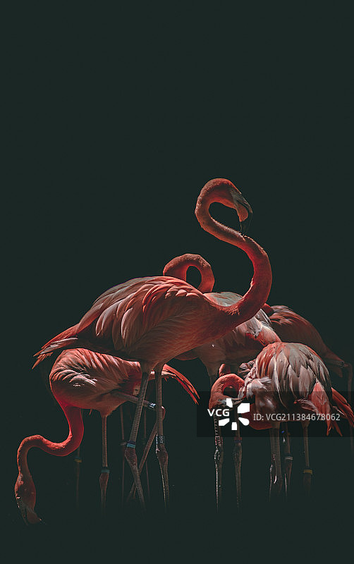 印度喀拉拉邦红色花朵特写图片素材