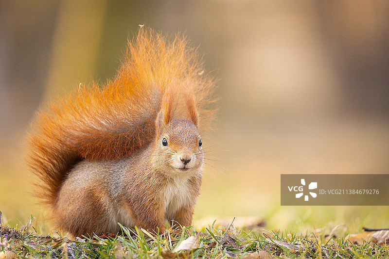 田野上的松鼠特写图片素材