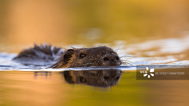 水中老鼠特写图片素材