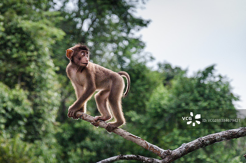 京那巴当岸河，马来西亚苏高，猕猴坐在树上的低角度视图图片素材