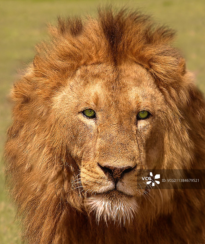 狮子特写图片素材