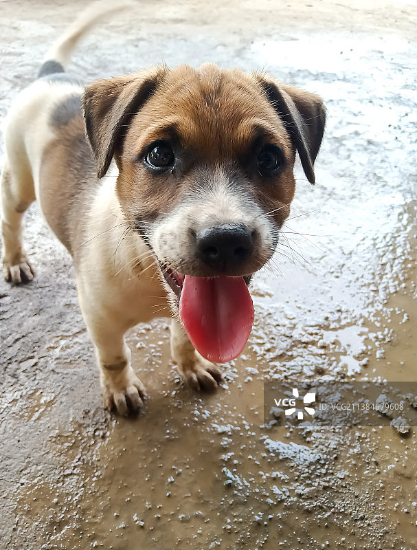 站在印度海岸线上吐舌头的梗犬的特写肖像图片素材