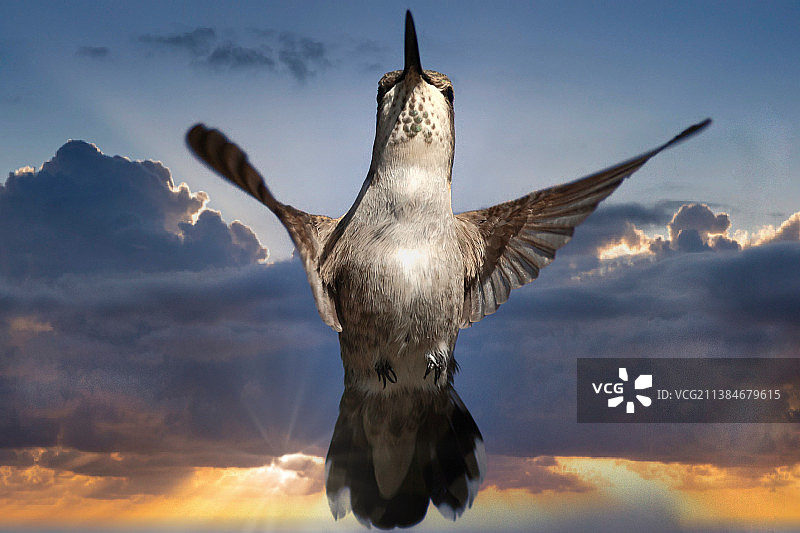 德威出生后的亨丽埃塔，美国加利福尼亚州棕榈泉图片素材