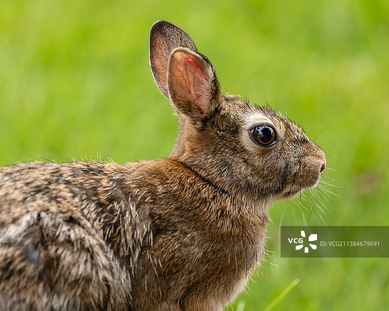 兔子盯着喂鸟器，棉尾兔特写，美国伊利诺伊州奥罗拉图片素材