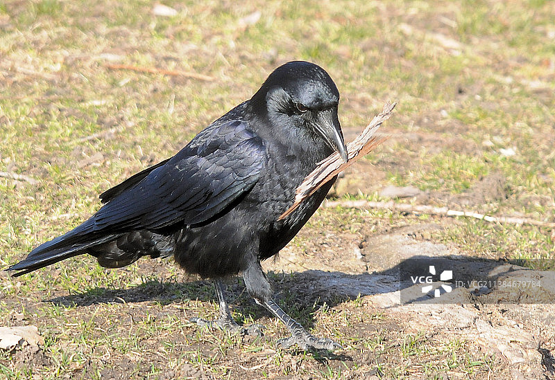 美国乌鸦特写图片素材