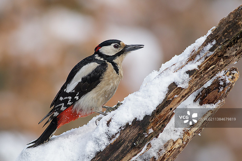 大斑啄木鸟栖息在树枝上的特写，波兰图片素材