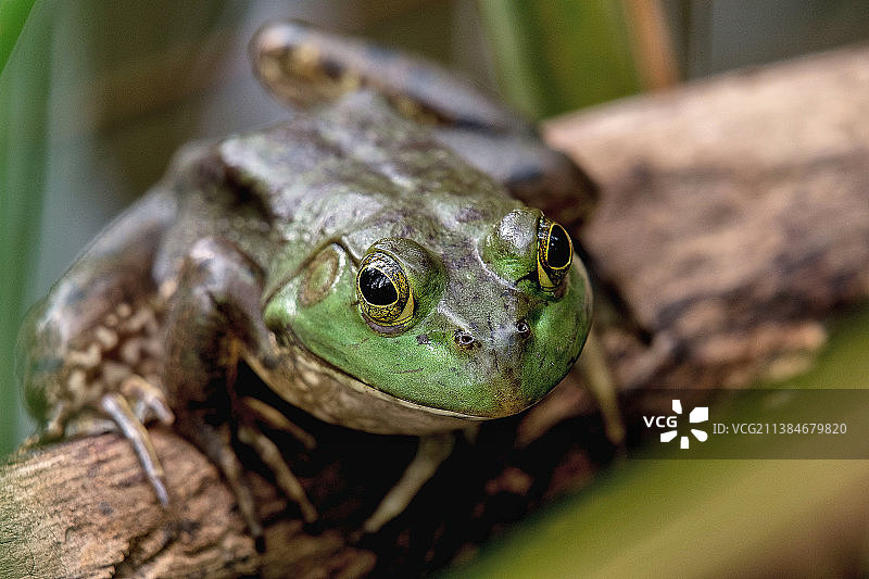 美国北园乡村自然中心树叶上青蛙特写图片素材