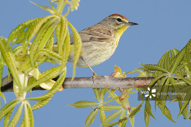 棕榈莺特写：栖息于美国蒙特罗斯角鸟类保护区树枝上图片素材