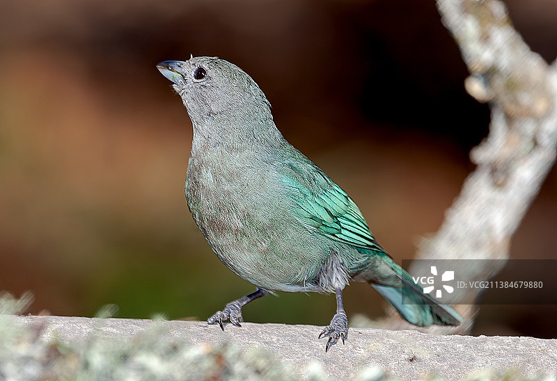 歌彩鹀栖息在岩石上，阿根廷胡胡伊图片素材