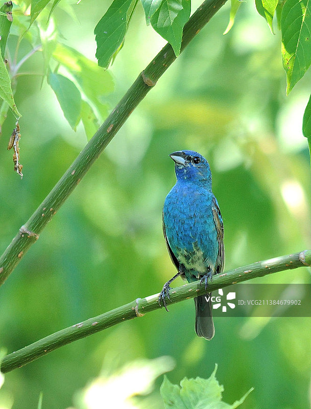 美国拉巴格伍兹：栖息在树枝上的鸣禽图片素材