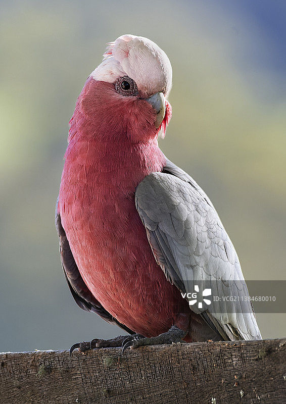 鹦鹉栖息于挡土墙特写，澳大利亚新南威尔士图片素材