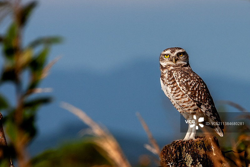 栖息在树枝上的穴鸮特写，阿根廷胡胡伊省圣萨尔瓦多图片素材