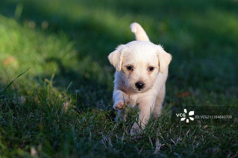 草地上的小狗肖像图片素材