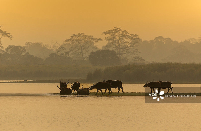 日落时阿萨姆邦卡齐兰加国家公园的野水牛轮廓图片素材