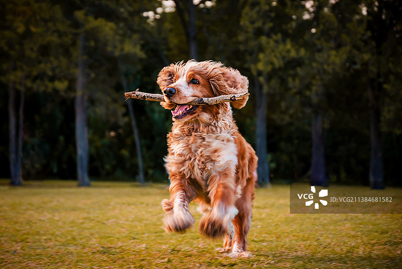 阿根廷布宜诺斯艾利斯：奔跑中叼着树枝的可爱可卡犬图片素材