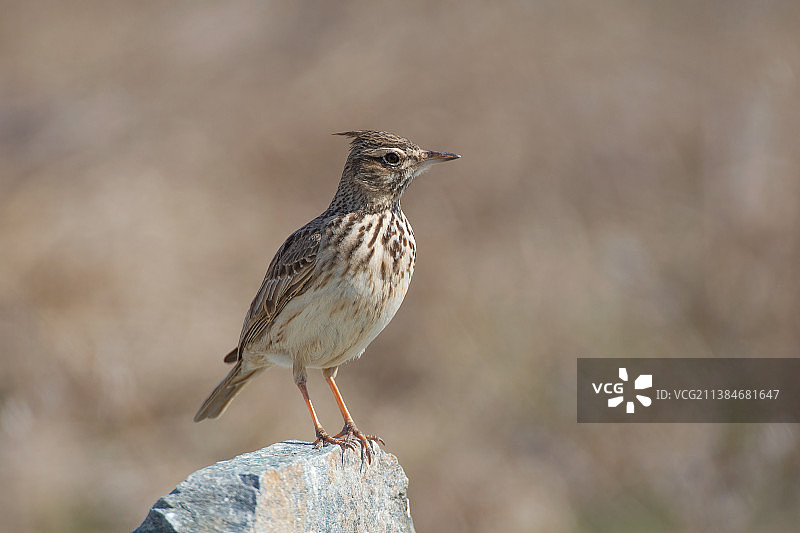 凤头百灵，栖息在岩石上的歌百灵特写图片素材