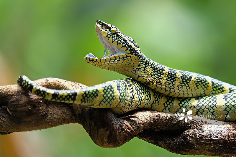 瓦氏 pit viper，树枝上的蜥蜴特写，印度尼西亚勿加泗图片素材