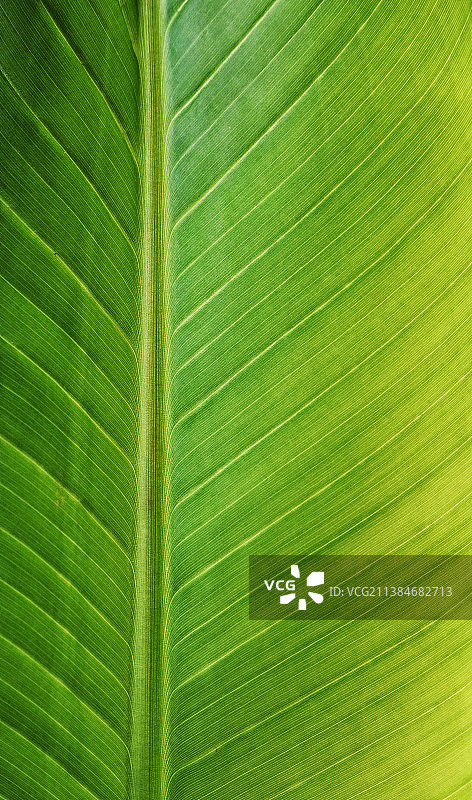 绿叶全景照片图片素材