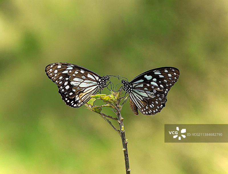 印度泰米尔纳德邦蒂鲁内尔维利植物上的蓝灰蝶特写图片素材